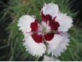 Dianthus 