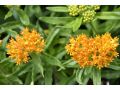 Asclepias tuberosa - klejicha hlíznatá