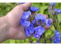 Anchusa azurea 