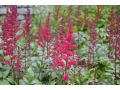 Astilbe x arendsii 