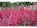 Astilbe japonica 