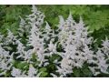 Astilbe japonica 