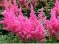 Astilbe 