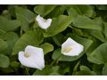 Zantedeschia aethiopica - kala, kornoutice