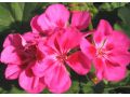 Pelargonium zonale 