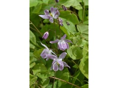 Epimedium 