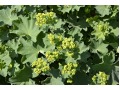 Alchemilla xanthochlora - kontryhel žlutozelený