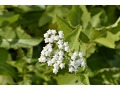 Parthenium integrifolium - divoký chinin