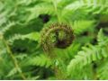 Cyathea cooperi - stromová kapradina