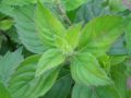 Mentha suaveolens × piperita 