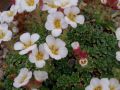 Saxifraga 