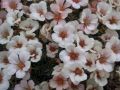 Saxifraga 