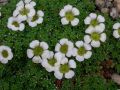 Saxifraga pulvinaria