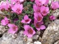 Saxifraga oppositifolia 