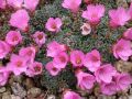 Saxifraga dinnikii