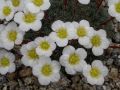 Saxifraga burseriana