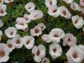 Saxifraga 