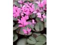 Cyclamen coum 