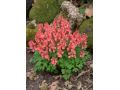 Corydalis solida ssp. transsilvanica - dymnivka