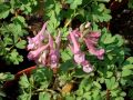 Corydalis solida - dymnivka