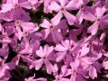 Phlox subulata 