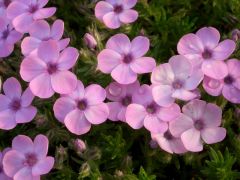 Phlox subulata 