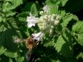 Nepeta faassenii 