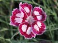 Dianthus 