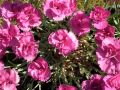 Dianthus 