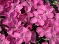 Dianthus 