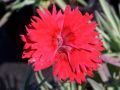 Dianthus 