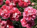 Dianthus 