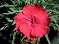 Dianthus 