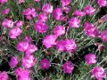 Dianthus 