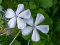 Plumbago auriculata - olověněc