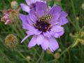 Catananche caerulea 