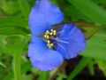 Commelina dianthifolia - křížatka