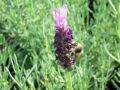 Lavandula stoechas 