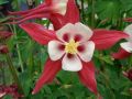 Aquilegia caerulea 