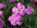 Dianthus 