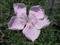 Dianthus 