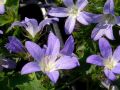 Campanula poscharskyana 