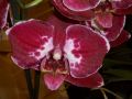 Phalaenopsis