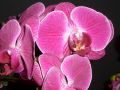 Phalaenopsis