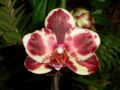 Phalaenopsis