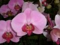 Phalaenopsis