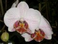 Phalaenopsis