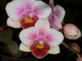 Phalaenopsis