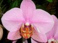 Phalaenopsis