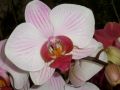 Phalaenopsis